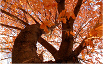 稳定供给的网站攻击防护